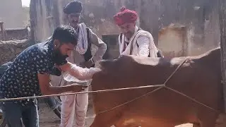 कृत्रिम गर्भाधान || Artificial insemination || #ai #cattle #artificial #trending #video #animals #pd