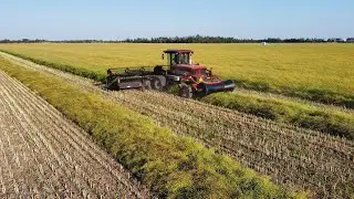 NEW Swather in the Canola!