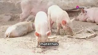 Razas de cerdos rentables y su valor agregado