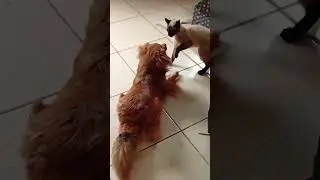 Tic&atilde;o e Biduzao brincando inscreva-se