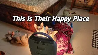 My Dogs&rsquo; Favorite Winter Spot | Cozy Heater Moments