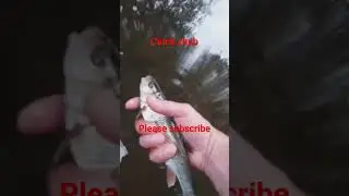 catching chub on river dearne stickfloat fishing.#newbeginingsfishing #riverfishing #shorts