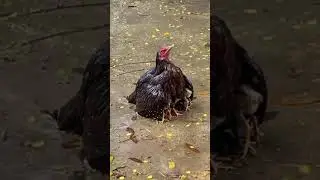 Emotional video of Chicken 🐓🐤🐤 #shorts