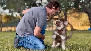 Наши первые мгновения с нашим новым щенком маламута, Зевсом.