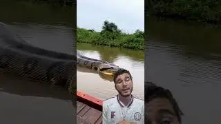 SUCURI IMENSA ASSUSTA MORADORES! #education #snake #cobra #boa