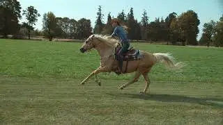 WOMAN RIDING A HORSE IN A FIELD EXTREME SLOW MOTION 4K