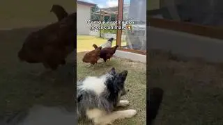 Rotina da fazenda 👩🏻&zwj;🌾 #animais #pet #bordercollie #cachorro #galinha  #coelho #fazenda
