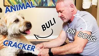 WHEATEN TERRIER with LEG PAIN ~ CHIROPRACTIC ADJUSTMENT ~ Animal Cracker