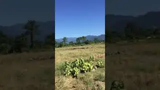 beautiful nature of Assam ....