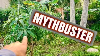 3 Mango growing myths busted ￼