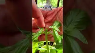 Как обрезать и собирать базилик