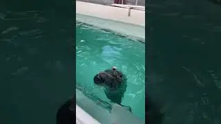 Байкальские нерпы. Конкуренция😁