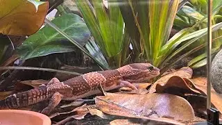 Indy The Fat Tailed Gecko LIVE