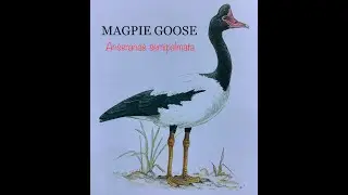 MAGPIE GOOSE (Anseranas semipalmata) Bird Song