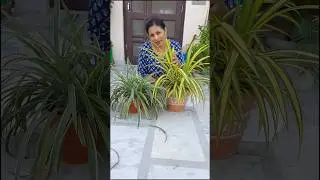 Spider Plant vs Pandanus Asli Farq Kya Hai🤔 #shorts