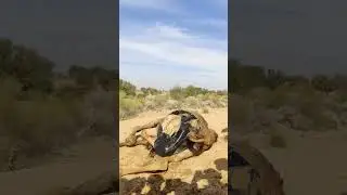 King of the Desert: In the hot summer, the camel's happiness should be fully enjoyed by the water