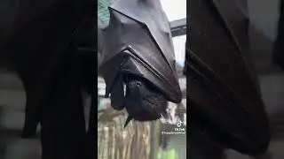 THE EARTH BAT VAMPIRES KREEPTURES 🦇🦇🦇
