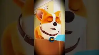 MOCO DOG 🐶