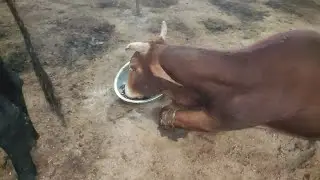 नारायणी गौ माता आश्रम जहां पर घायल बीमार रोड एक्सीडेंट की गौ माता की सेवा की जाती है