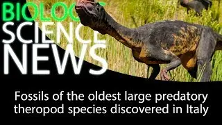 Science News - Fossils of the oldest large predatory theropod species discovered in Italy