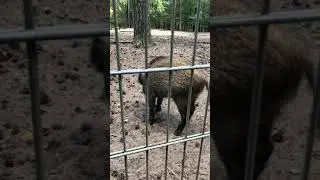 Neugierige WildSauSEO