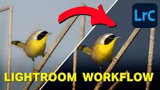 Complete Wildlife Editing Workflow in Lightroom Classic (Start to Finish)