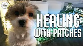Healing Puppy ASMR