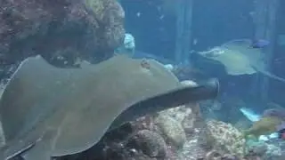 Southern Stingrays at the New England Aquarium