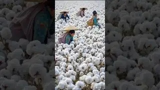 दुनिया की 5 सबसे अजीब सब्जियां।#india #facts #world #farming #agricultura #indianfarmer #gk