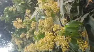 Litchi Honey