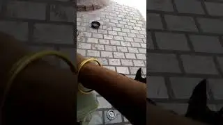 German Shepherd eating banana