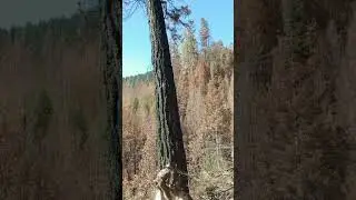 Falling timber in a burn.    #timber #timberfaller#nature