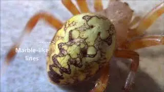 Spiders Shacking Up With Me Through Winter! Part 1