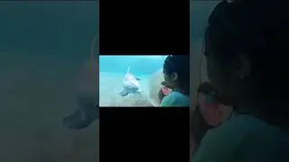 Playing with dolphin 😍🥰 #love #dolphin #dolphins #dolphinlove #bestfriends #orca
