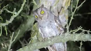 Oriental scops owl call