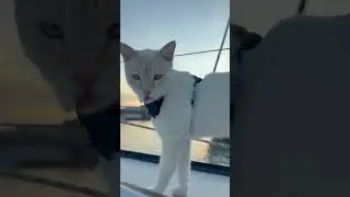 cat and sunset #boats #catboat #cats