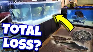 Massive Tank Failure! Gut Wrenching Loss at Ohio Fish Rescue.