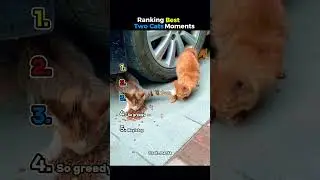 Ranking Best Two Cats Moments 🐱😭