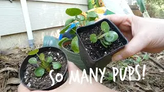 Pilea Peperomioides|Chinese Money Plant, UFO Plant, Pancake Plant Propagation