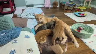 Маленькие танцоры: хроники молочного бара