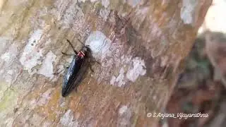 Belionota prasina 