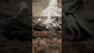 Rare Animals You Need to See! : The Javan Rhino