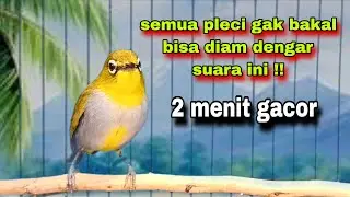 Call Pleci Betina Birahi Perangsang Bunyi , Ampuh Untuk Pancingan Pleci Bahan || Pleci Gacor