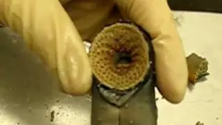 Eel External Anatomy