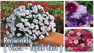 BUNGA UNTUK TAMAN OUTDOOR - TAPAK DARA  ( Vinca plant - Periwinkle plant )