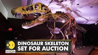 New York-based firm to conduct auction of Dinosaur skeleton | WION