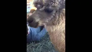 Alpaca making strange noise.