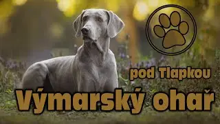 V&Yacute;MARSK&Yacute; OHAŘ | O PLEMENU