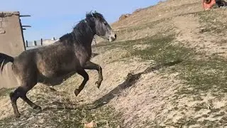 Bahoz firarda 🐎 #at #horse #firari #atlar #keşfet #viral #köy #youtube #doğa #bahoz #2025 #rüya #fyp