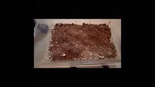 Dairy cow isopods rehouse (breeding project)